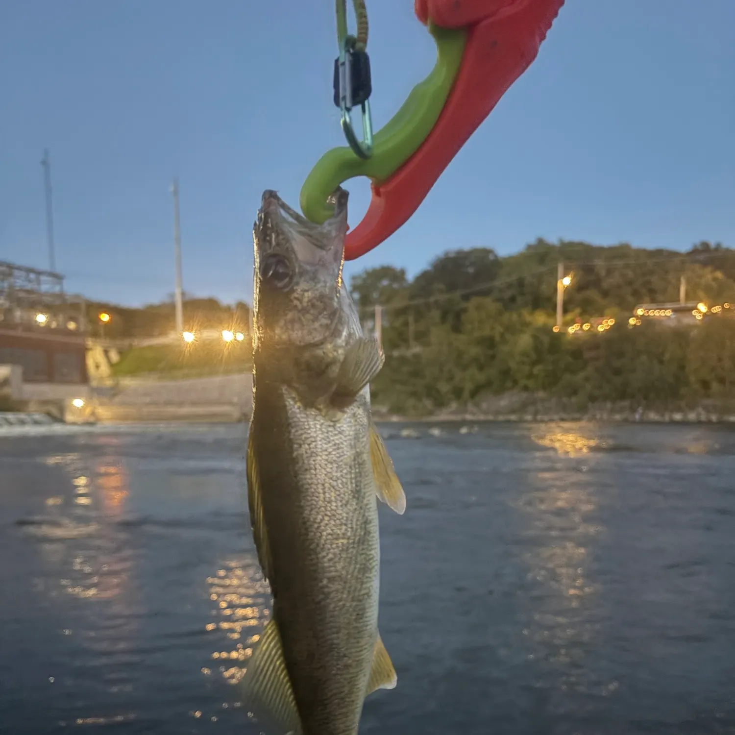 Walleye caught on Fishbrain