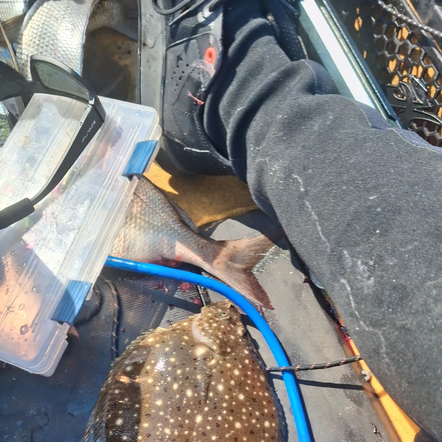 The most recent Windowpane flounder catches on Fishbrain