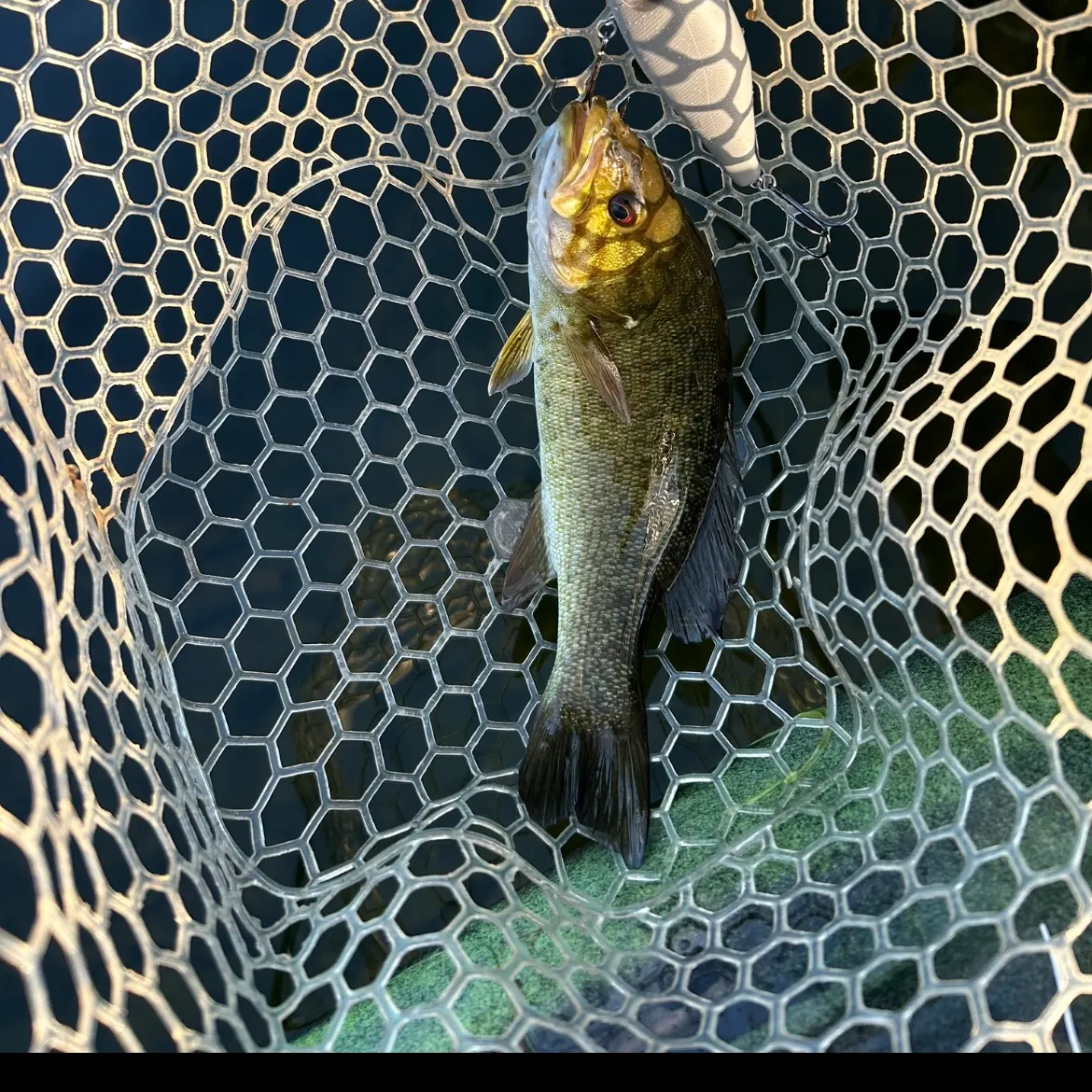 Smallmouth bass caught on Fishbrain
