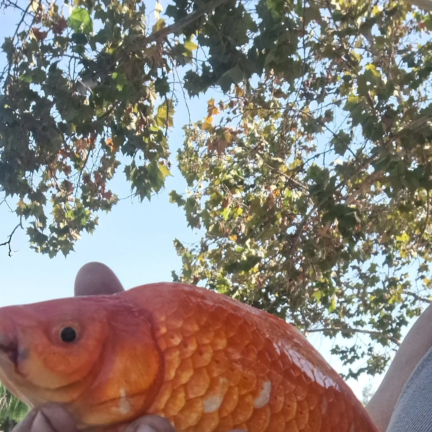 Goldfish caught on Fishbrain