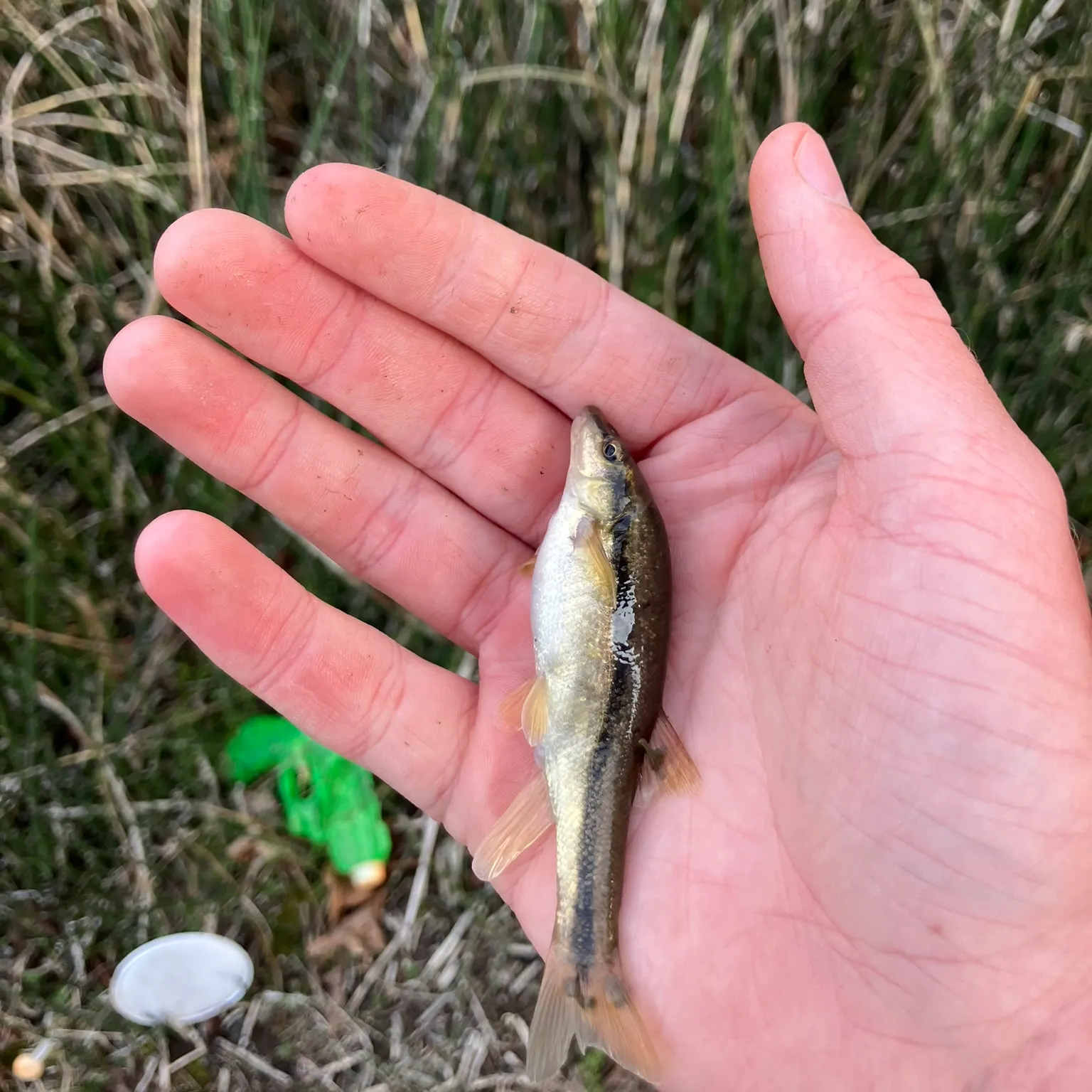 The most recent Eastern blacknose dace catches on Fishbrain