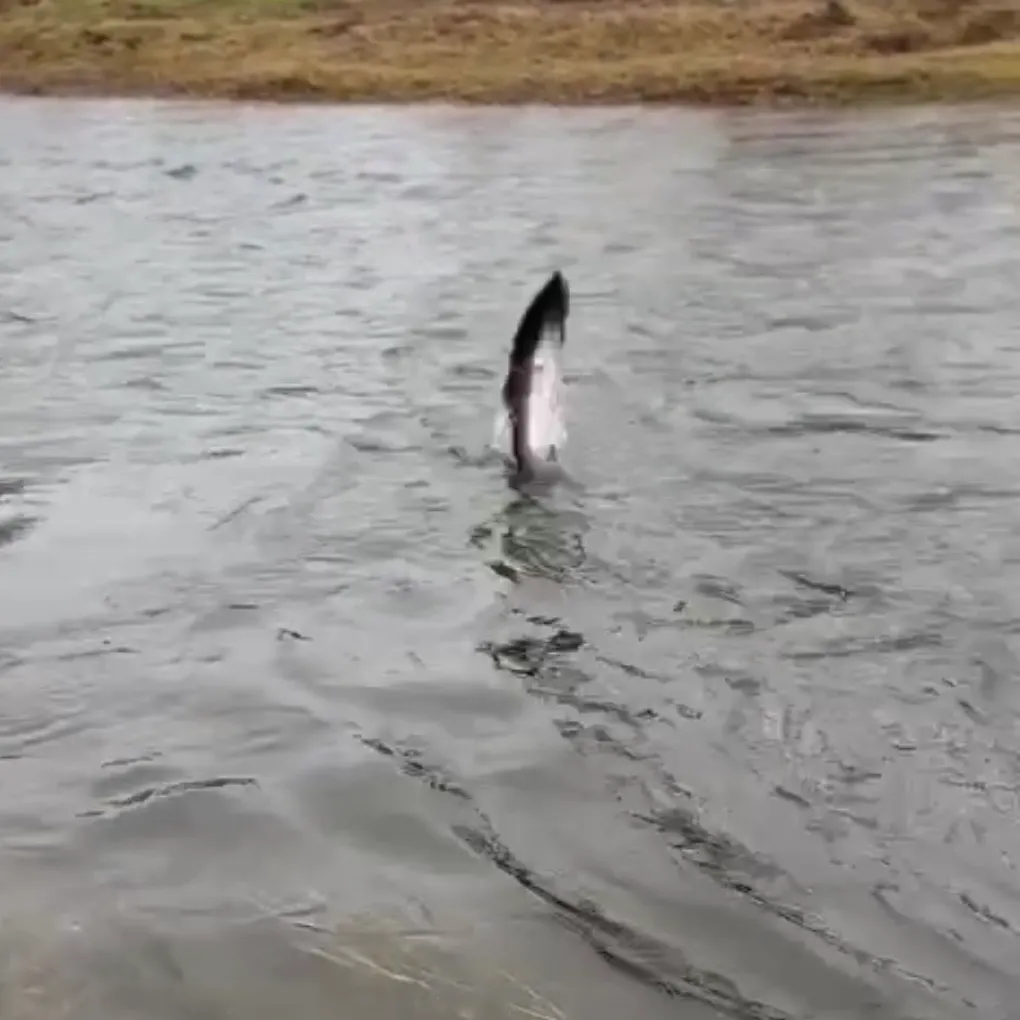 The most recent Steelhead catches on Fishbrain