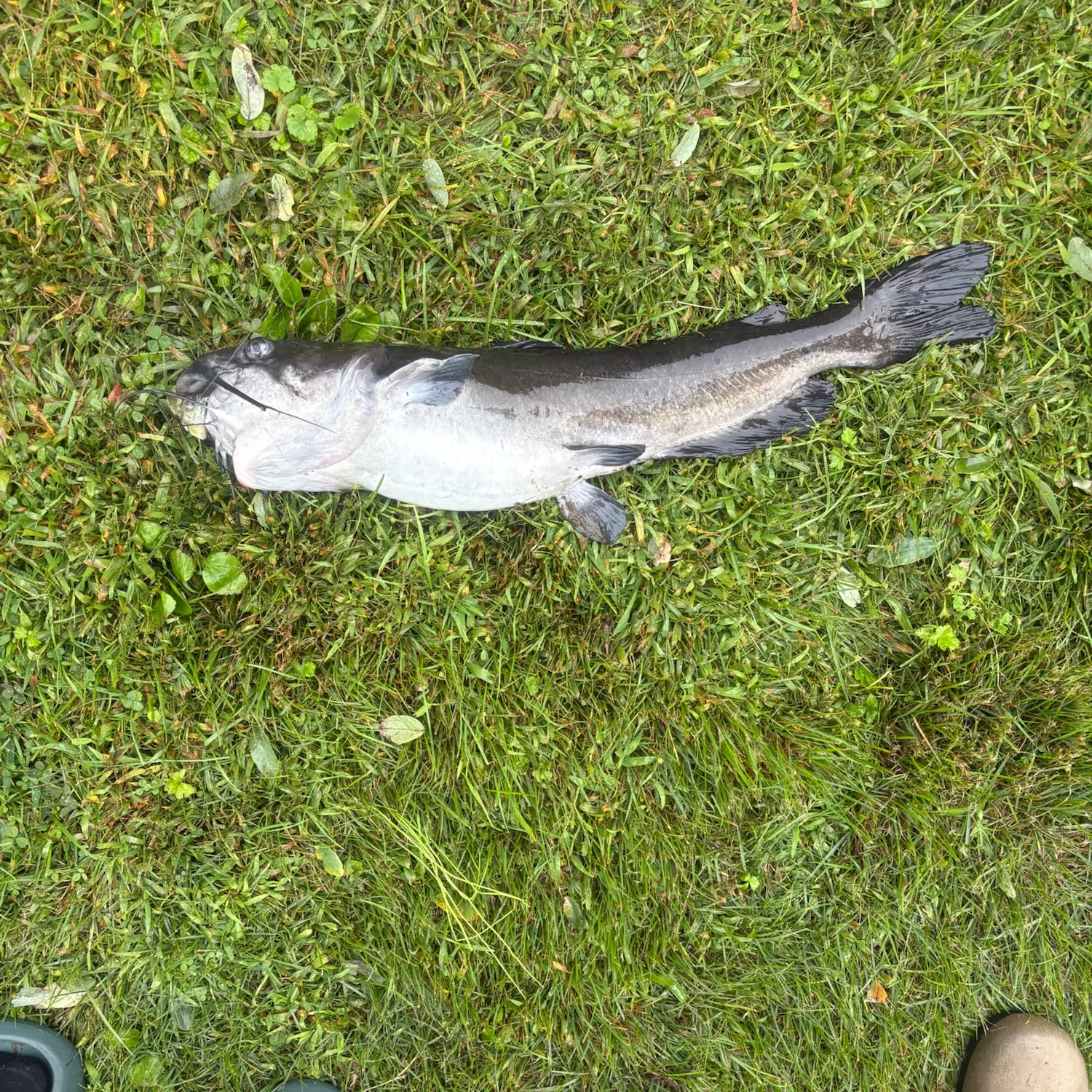 Channel catfish caught on Fishbrain