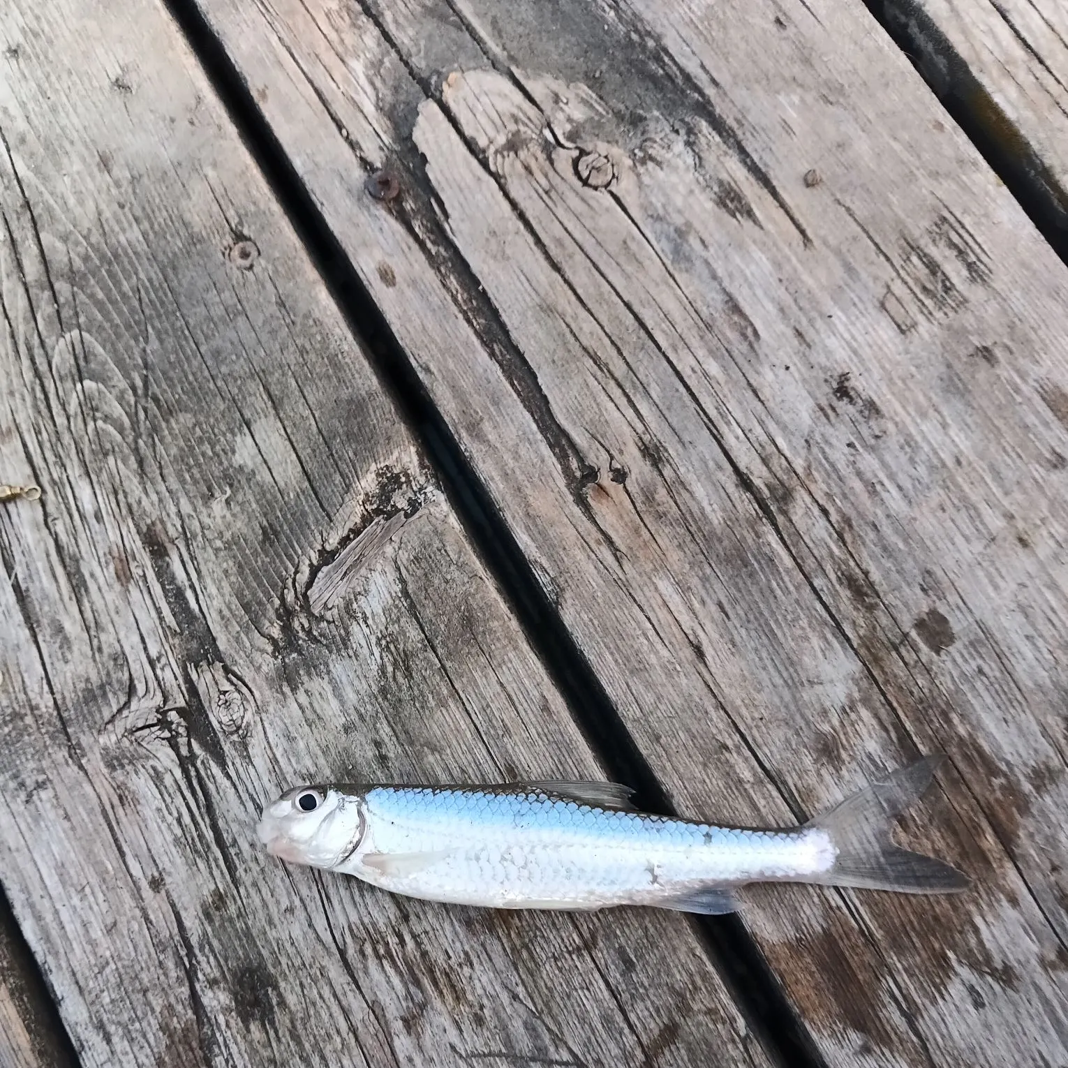The most recent Silver chub catches on Fishbrain