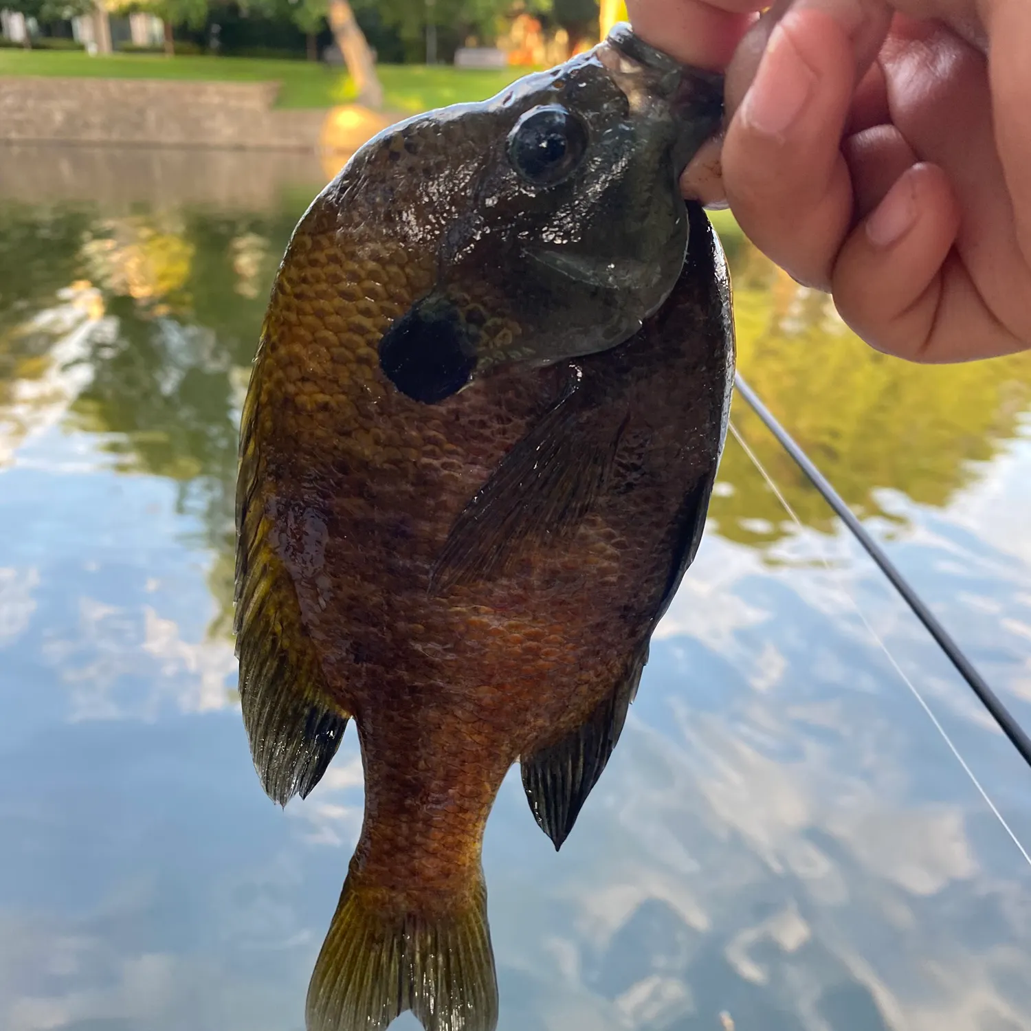 The most recent Bluegill x longear sunfish catches on Fishbrain