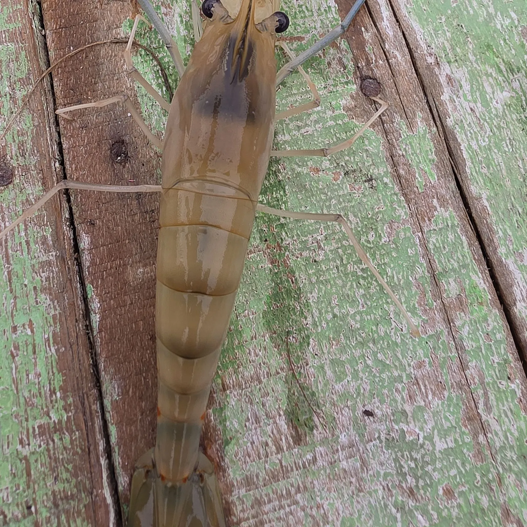The most recent Asian redtail catfish catches on Fishbrain