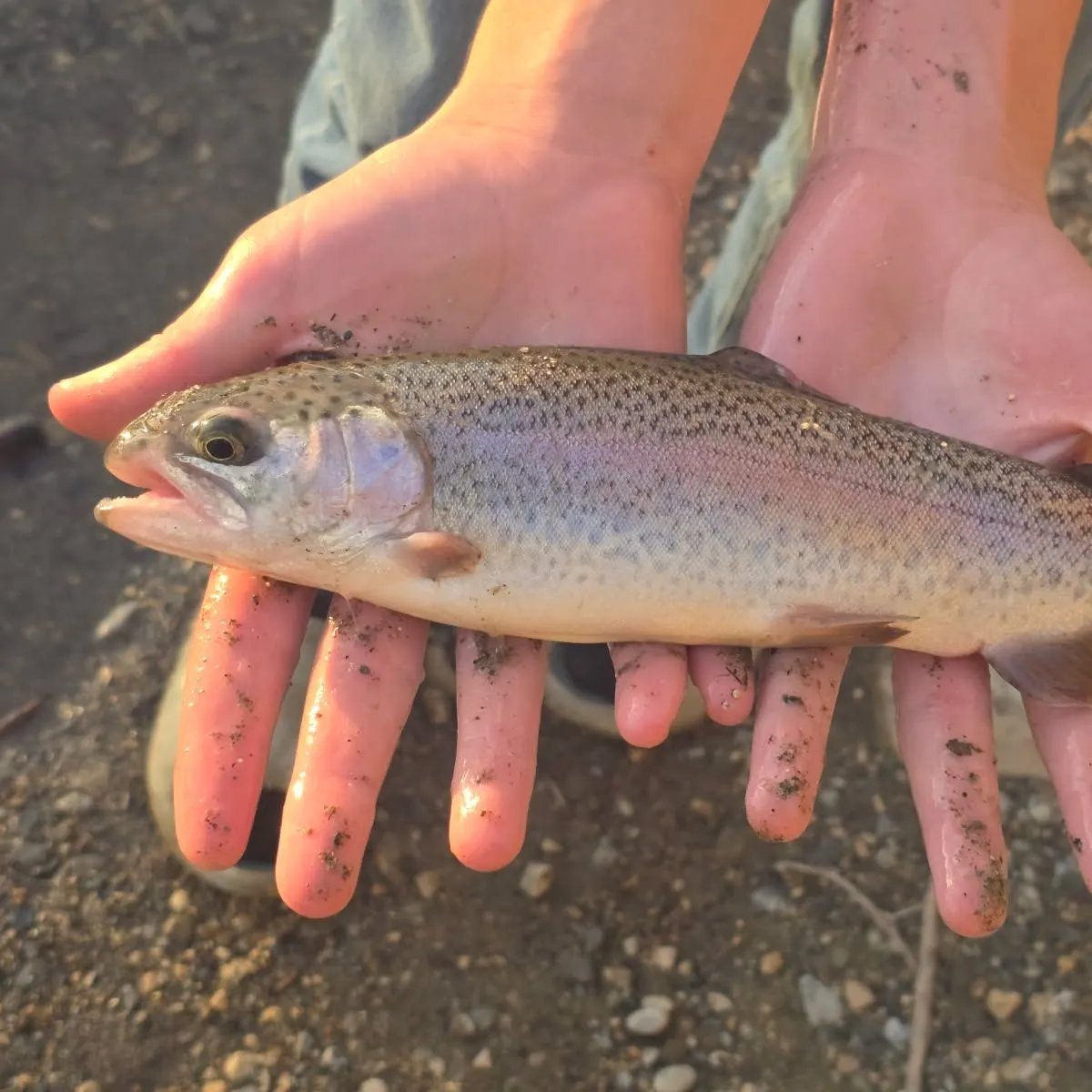 Rainbow trout caught on Fishbrain