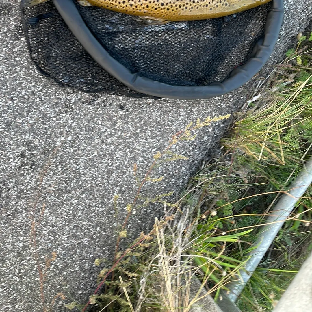 Brown trout caught on Fishbrain