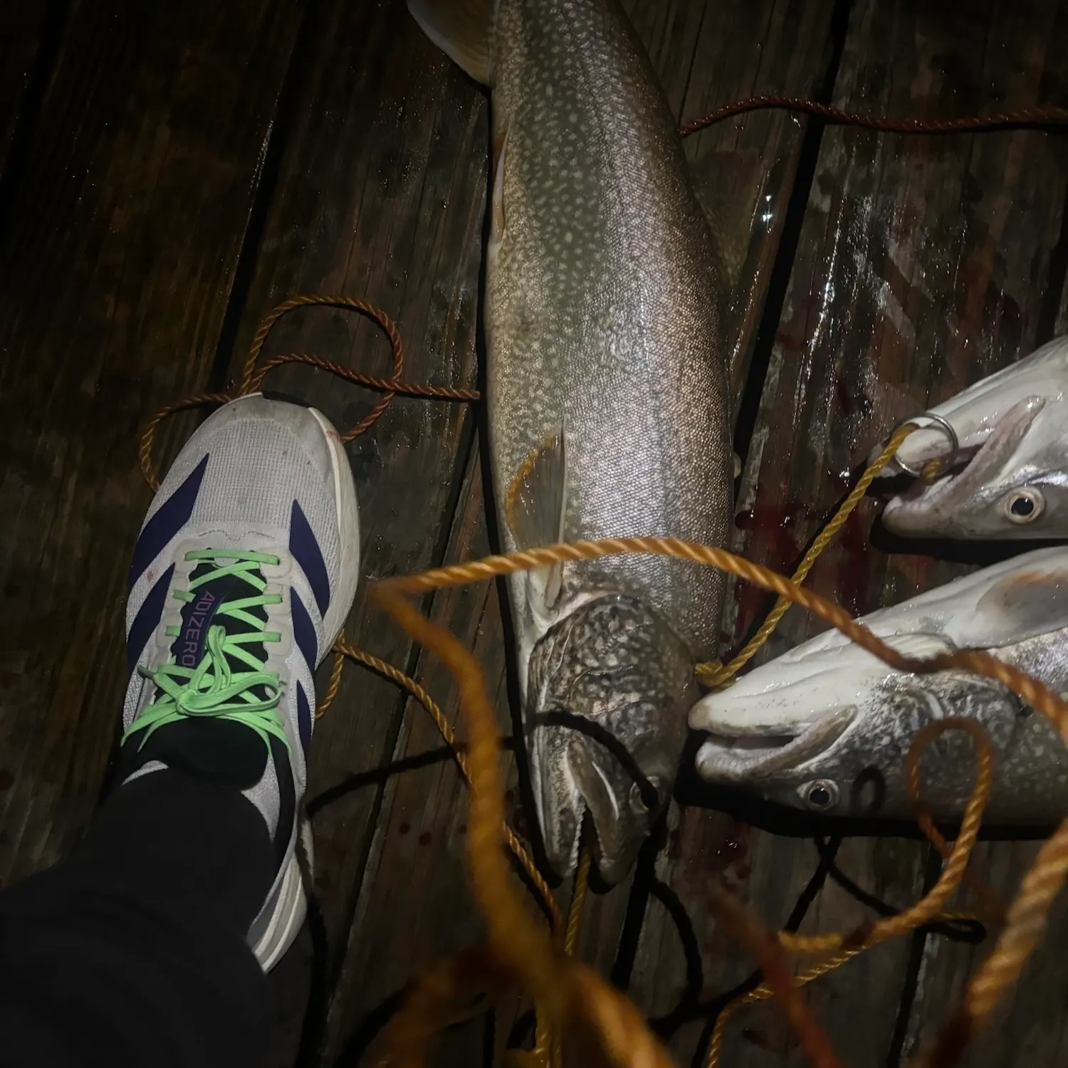 Lake char caught on Fishbrain