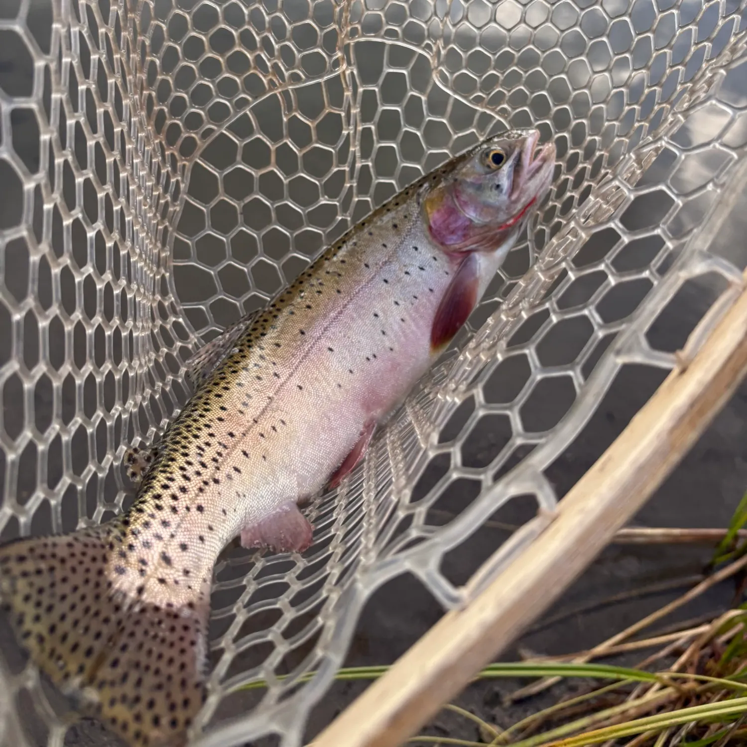Cutthroat trout caught on Fishbrain