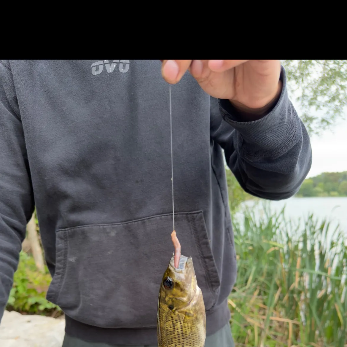 Rock bass caught on Fishbrain