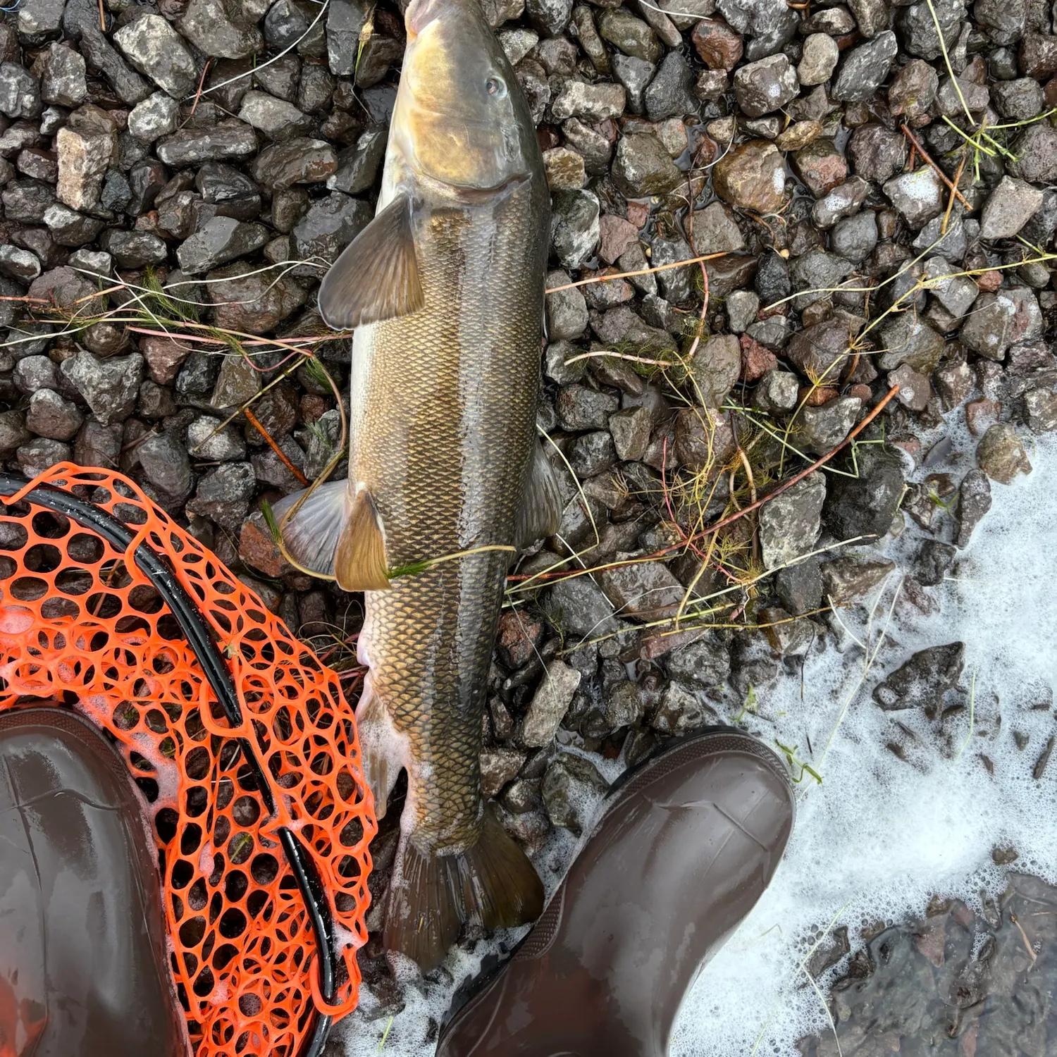 White sucker caught on Fishbrain