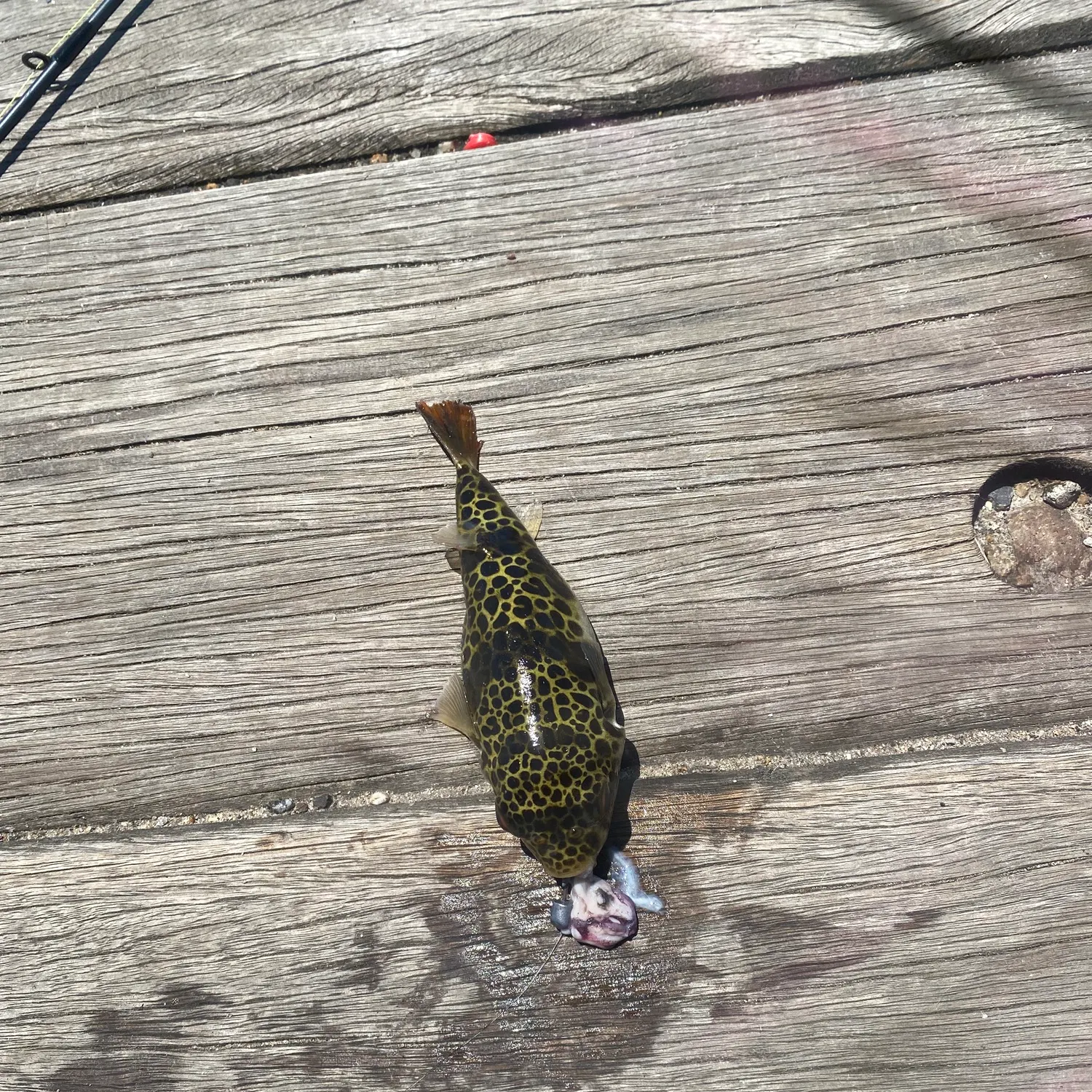 The most recent Smooth toadfish catches on Fishbrain