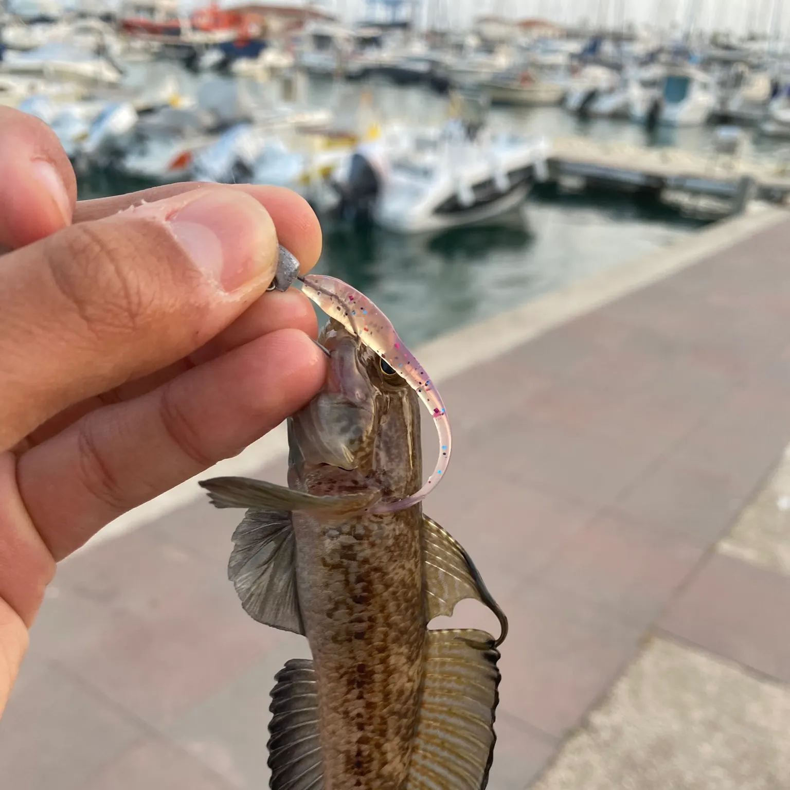 The most recent Sharp-nosed sand goby catches on Fishbrain
