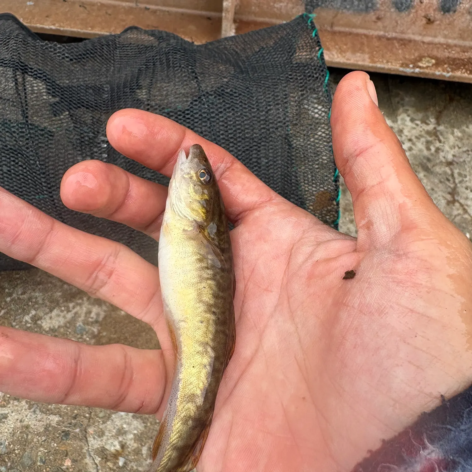The most recent Atlantic tomcod catches on Fishbrain