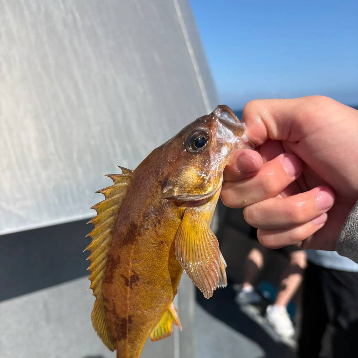 The most recent Squarespot rockfish catches on Fishbrain