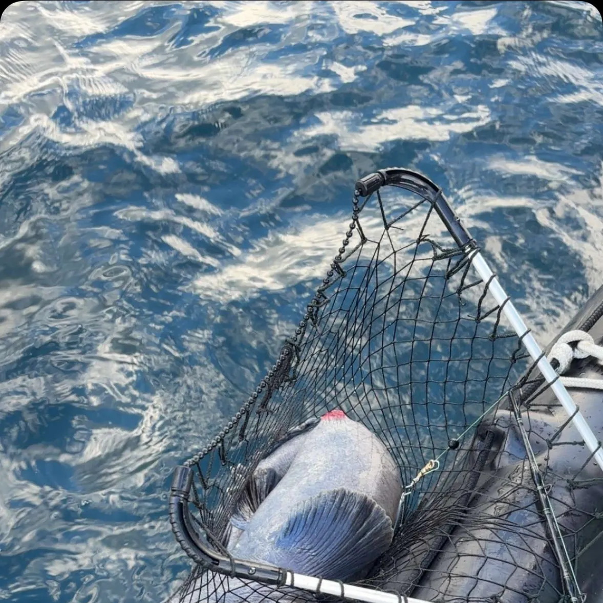 The most recent Atlantic wolffish catches on Fishbrain