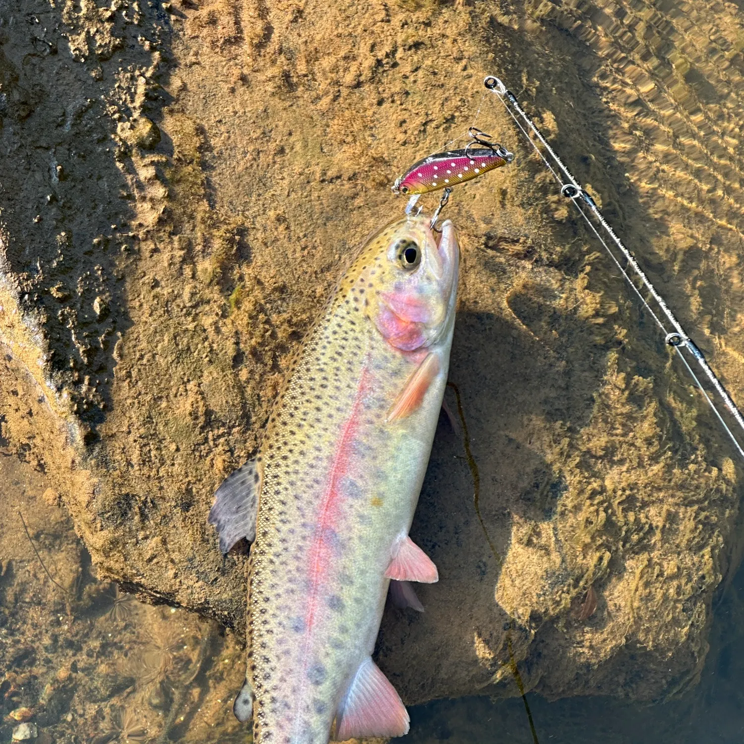 Rainbow trout caught on Fishbrain