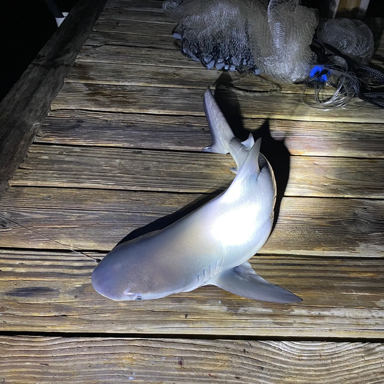 Fish caught on Fishbrain