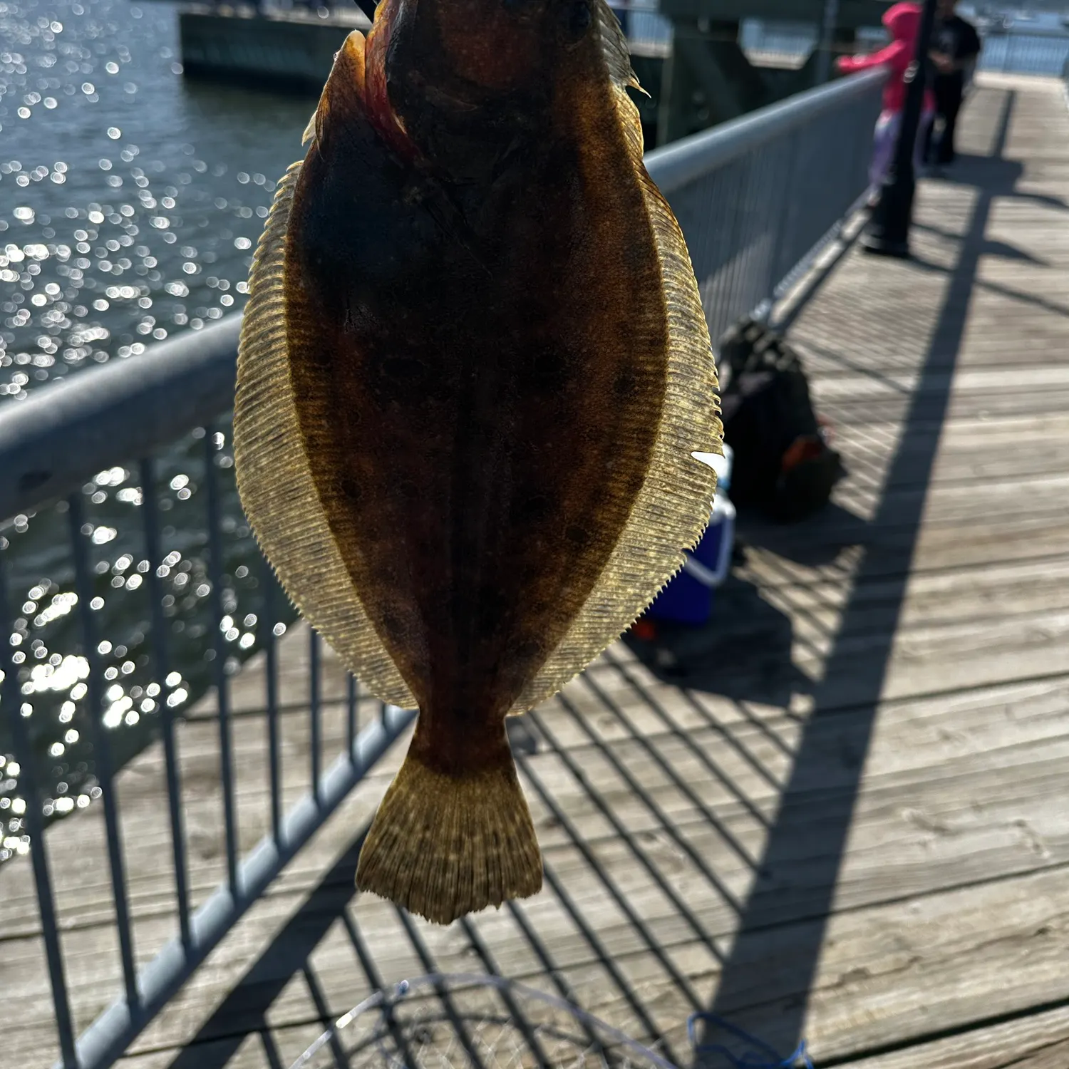 Summer flounder caught on Fishbrain
