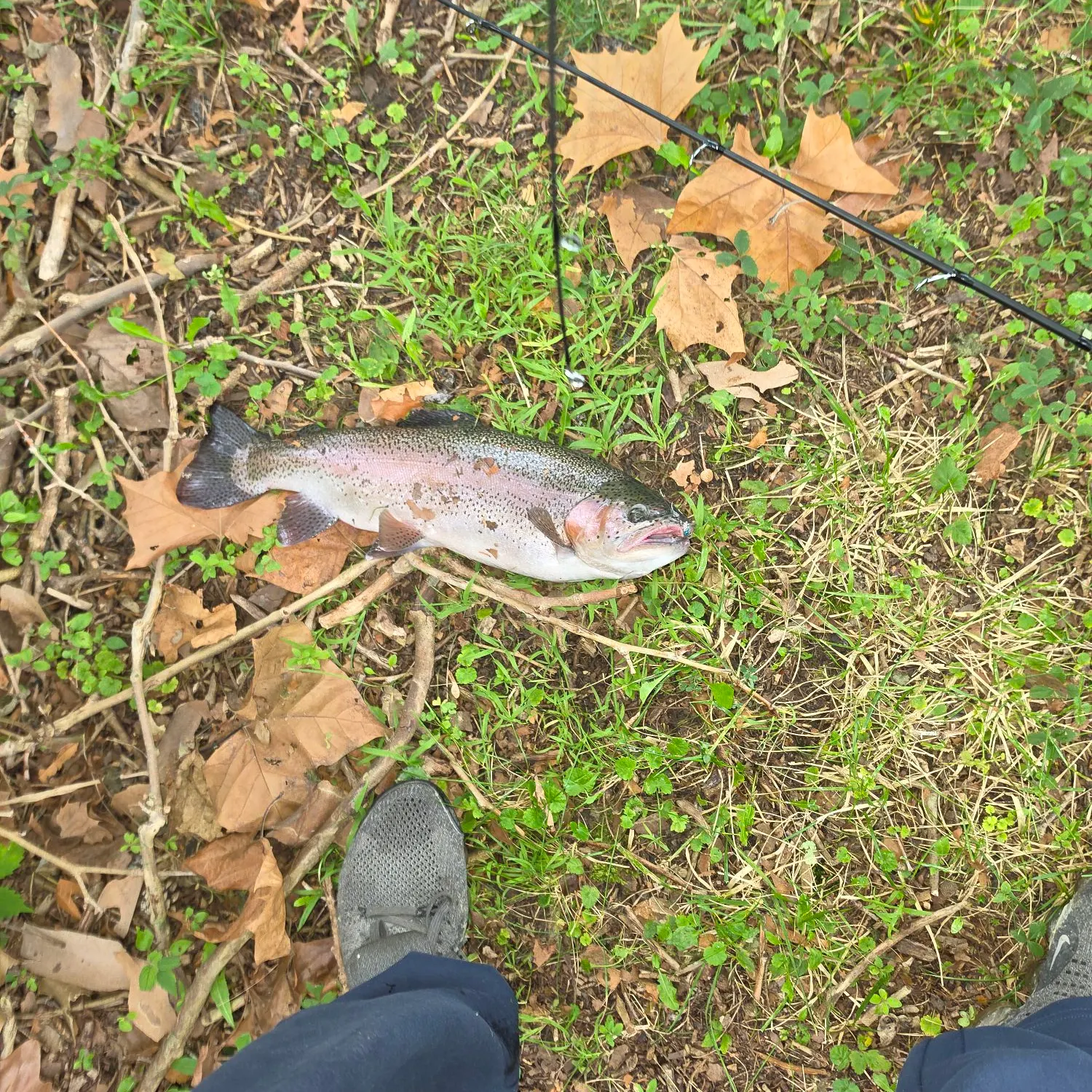 Rainbow trout caught on Fishbrain