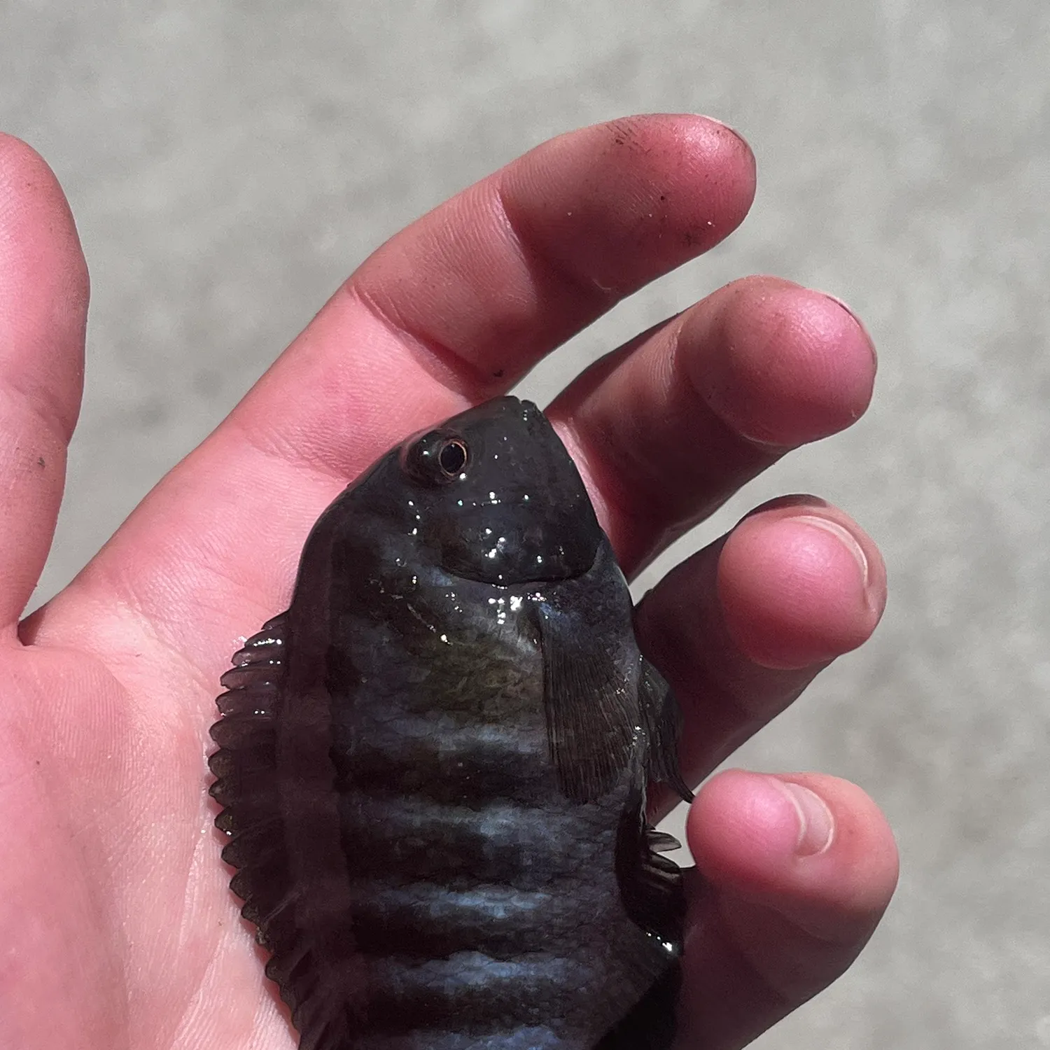 The most recent Convict cichlid catches on Fishbrain