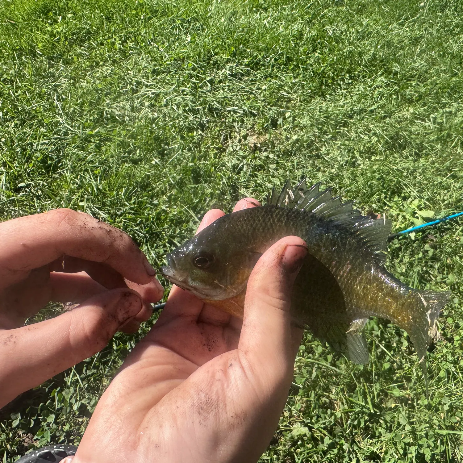 Bluegill caught on Fishbrain
