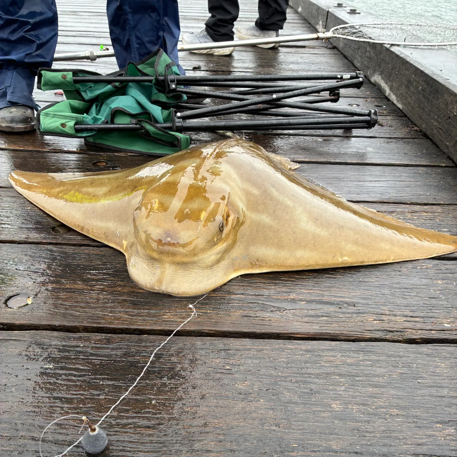 The most recent Australian bull ray catches on Fishbrain