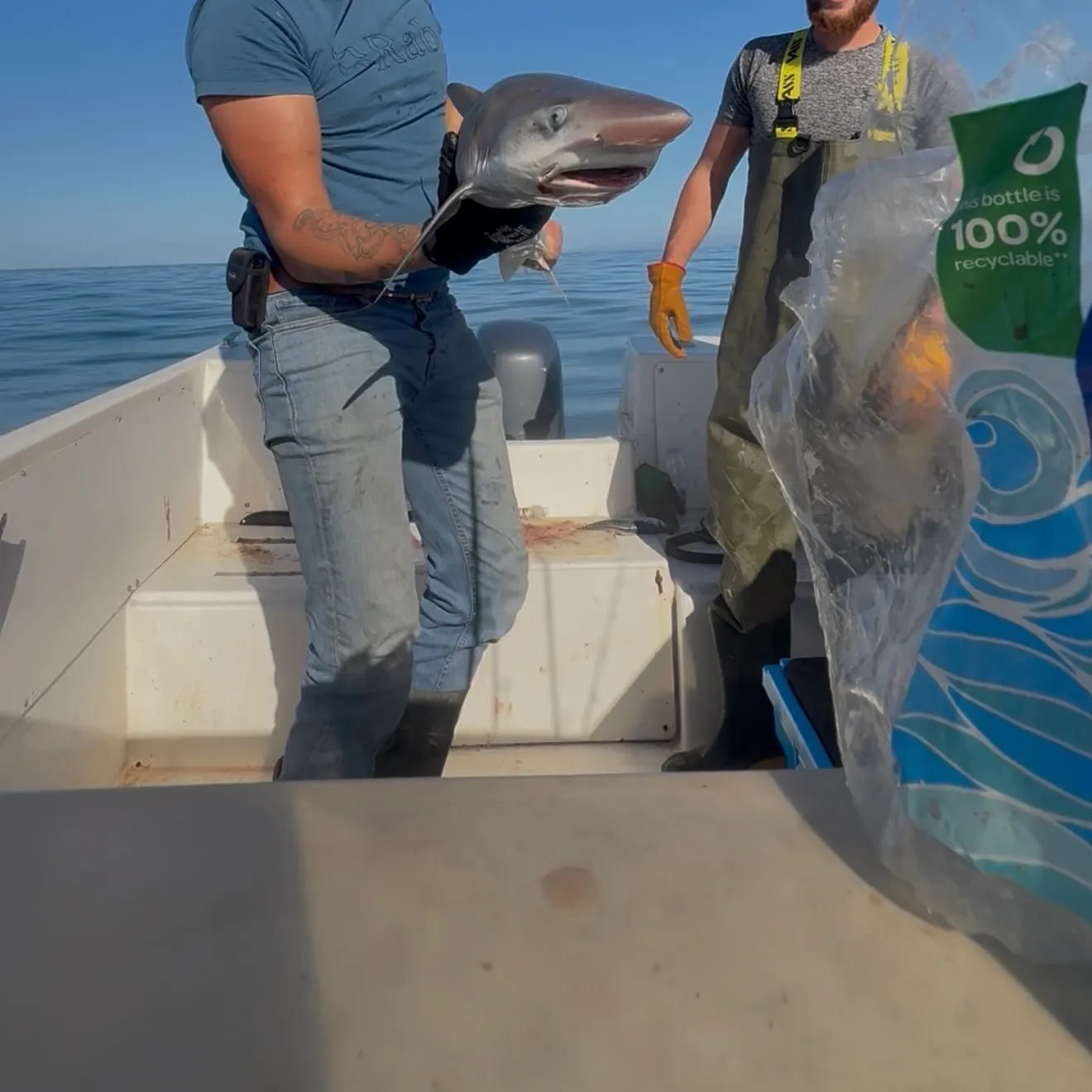 The most recent Tope shark catches on Fishbrain