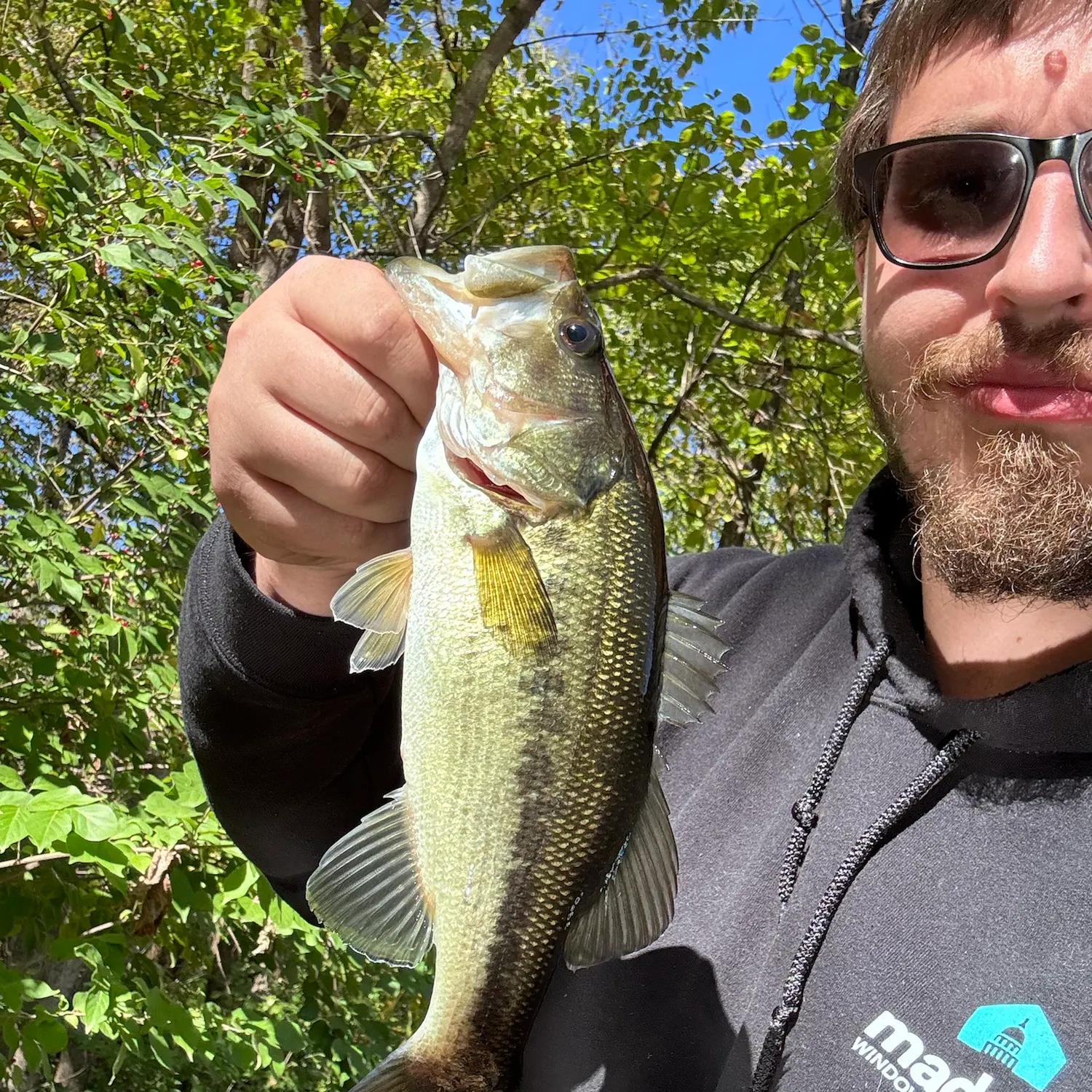 Largemouth bass caught on Fishbrain
