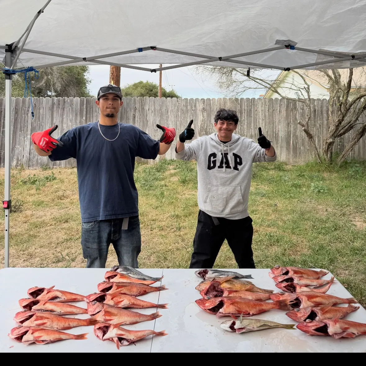 The most recent Redstripe rockfish catches on Fishbrain