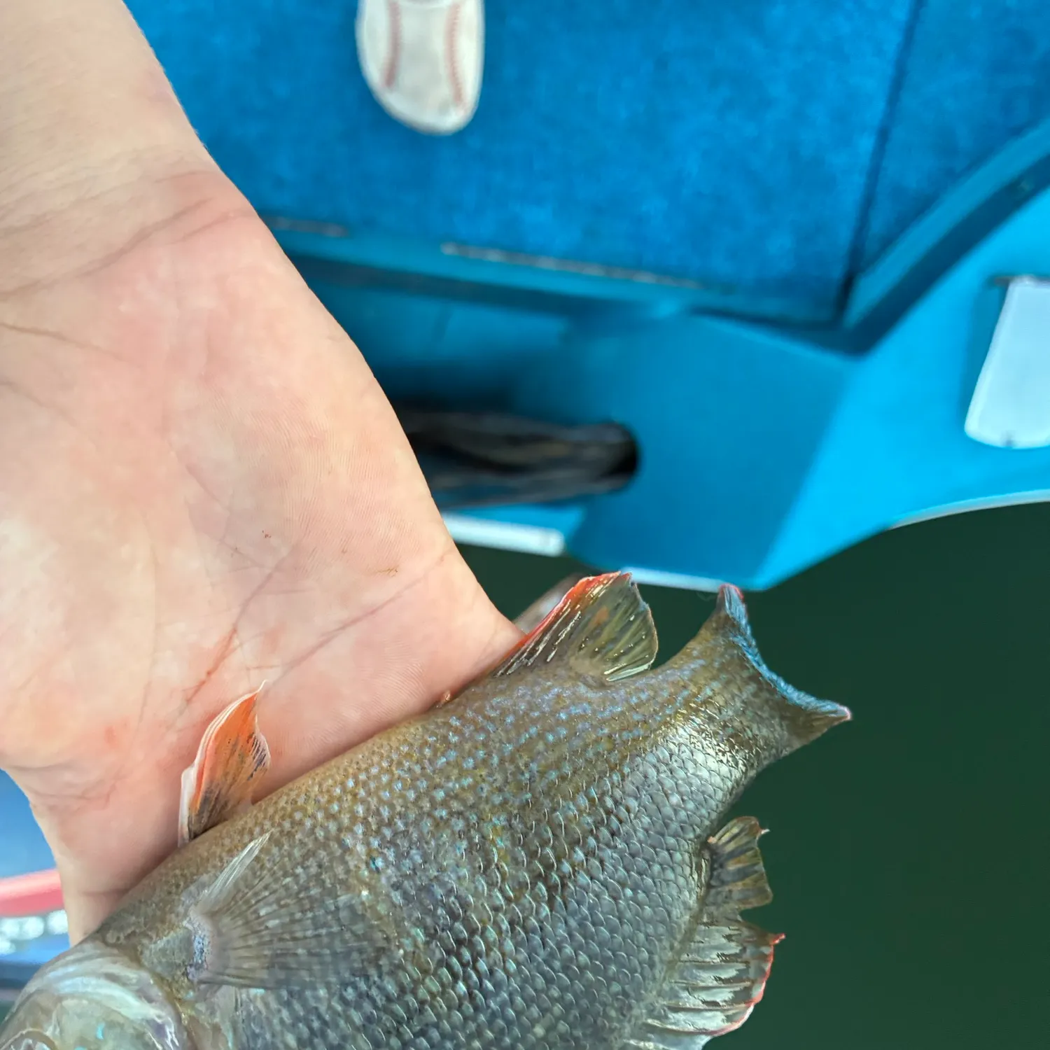 Green sunfish caught on Fishbrain