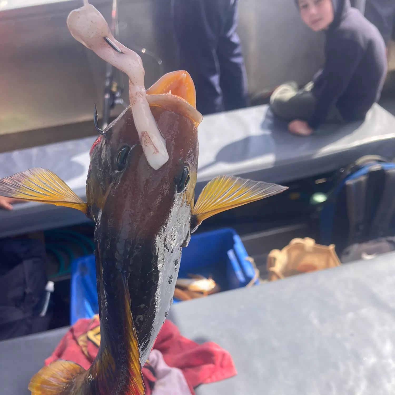 Blue-throated wrasse caught on Fishbrain