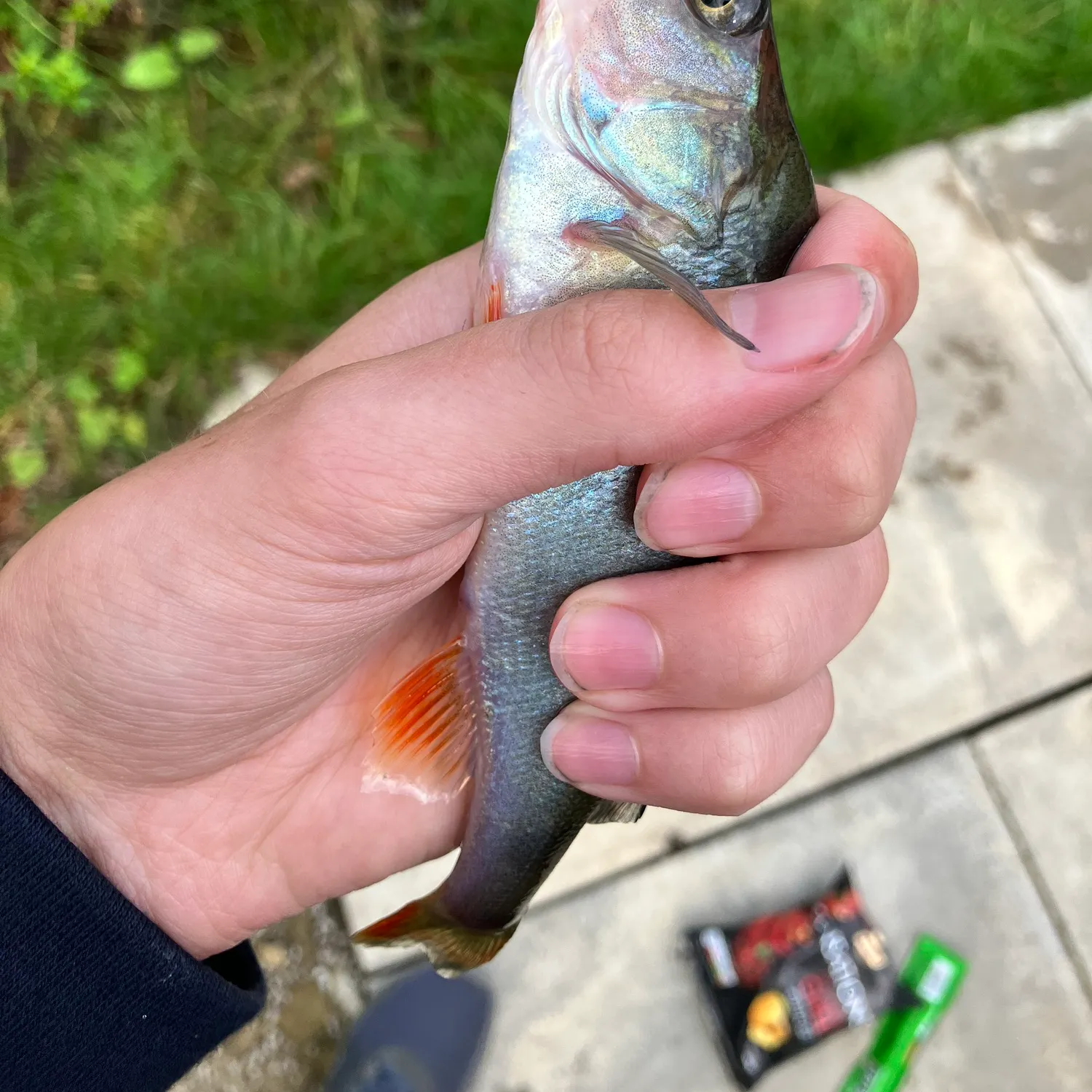 European perch caught on Fishbrain