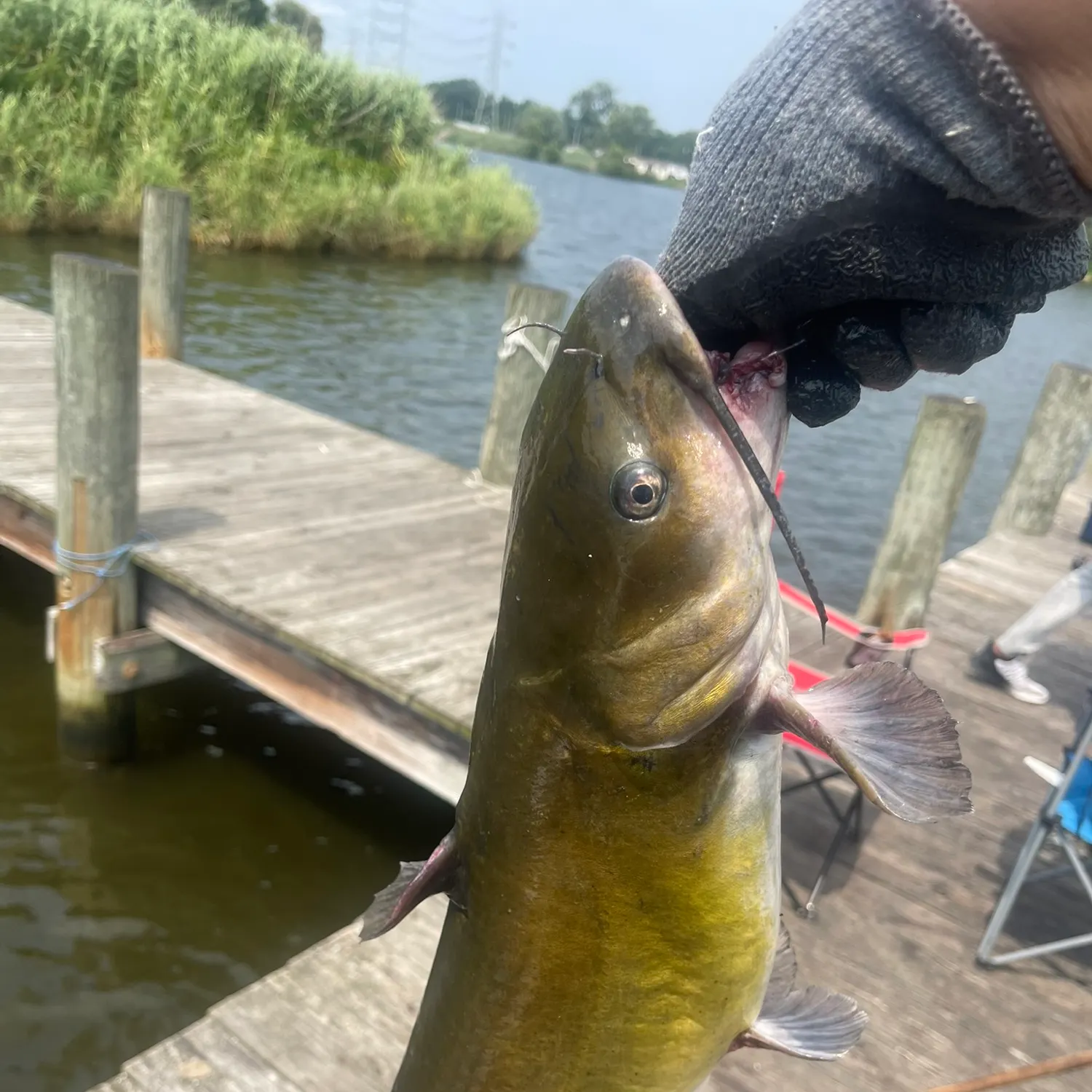Fish caught on Fishbrain