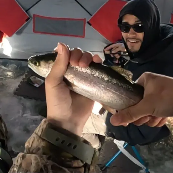 The most recent Kokanee salmon catches on Fishbrain