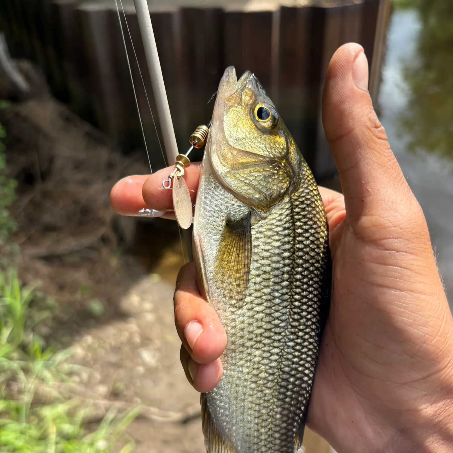 White perch caught on Fishbrain
