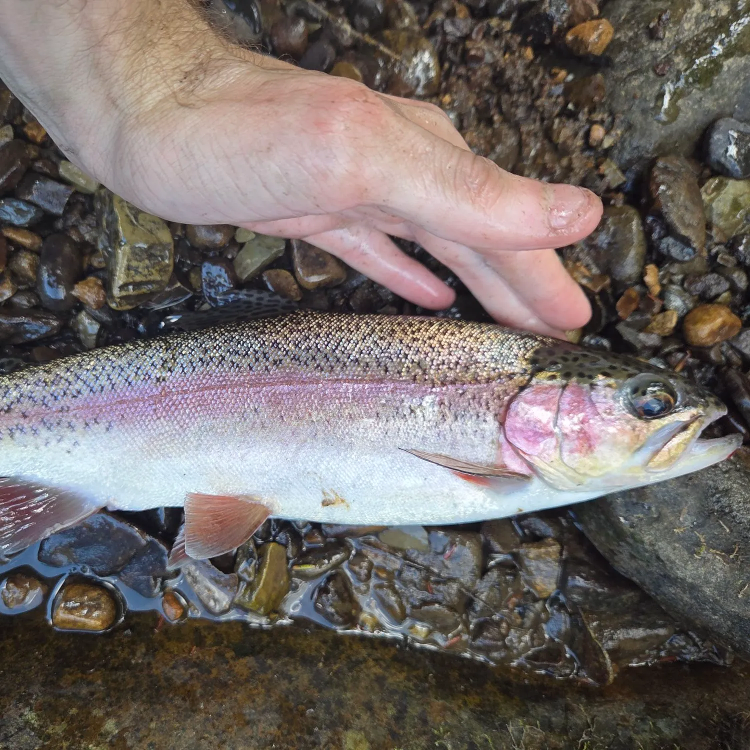 Rainbow trout caught on Fishbrain
