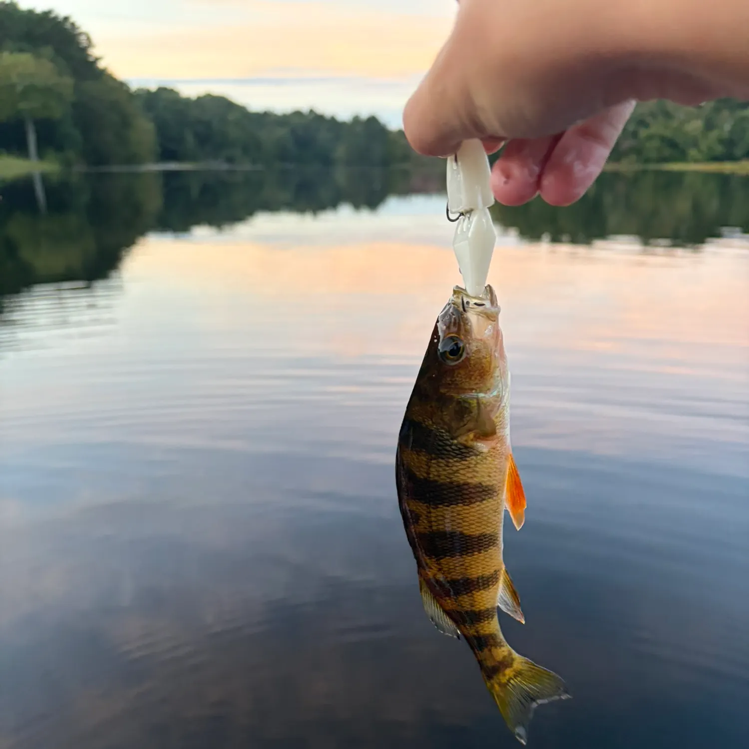 Yellow perch caught on Fishbrain