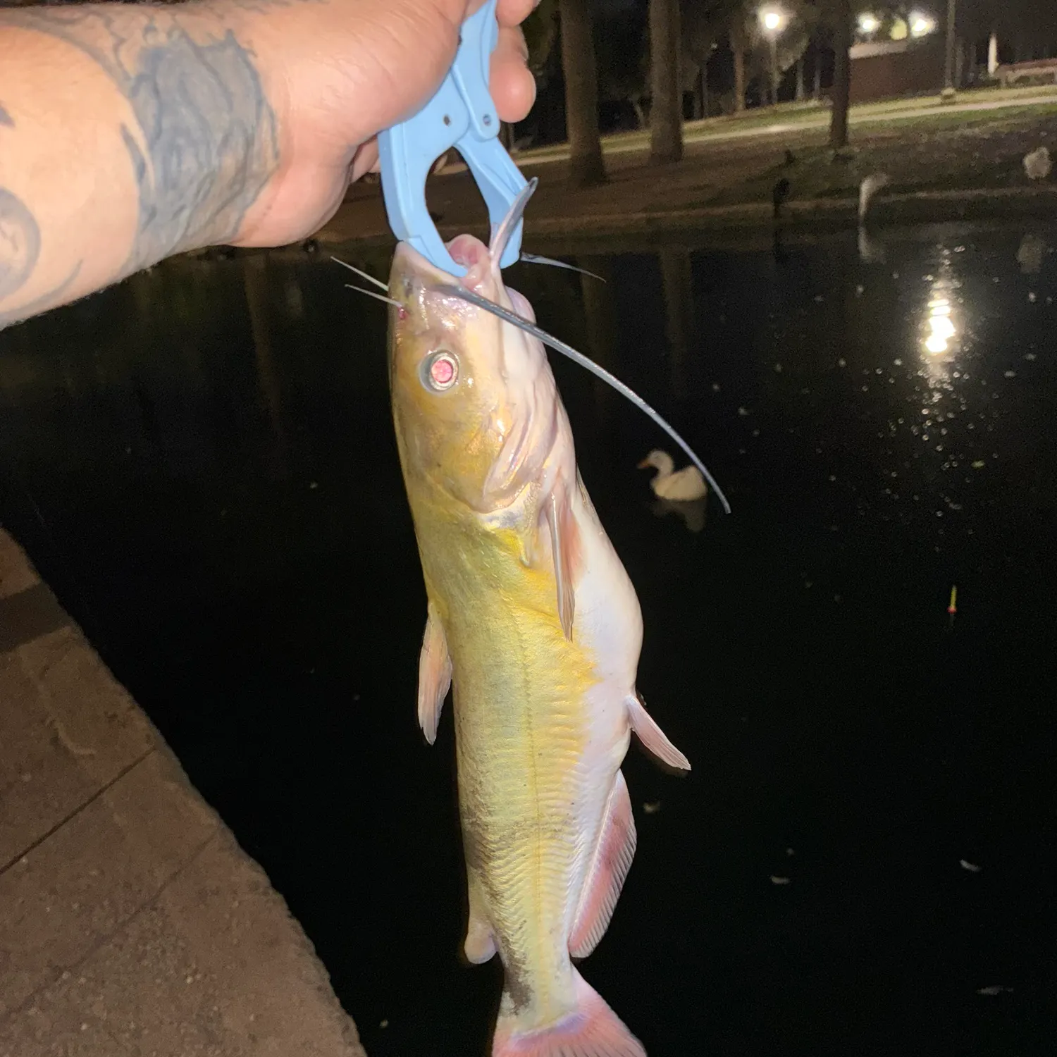 Channel catfish caught on Fishbrain