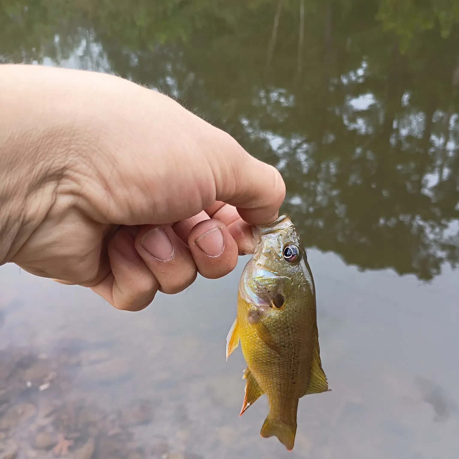 Green sunfish caught on Fishbrain