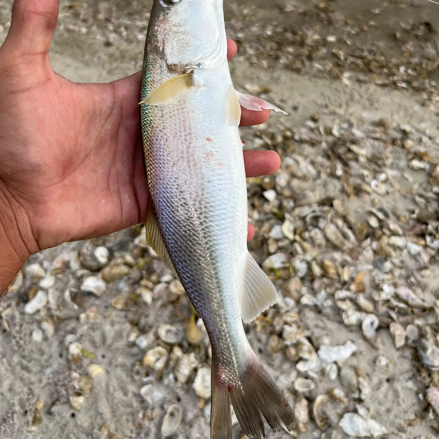 The most recent Sand seatrout catches on Fishbrain