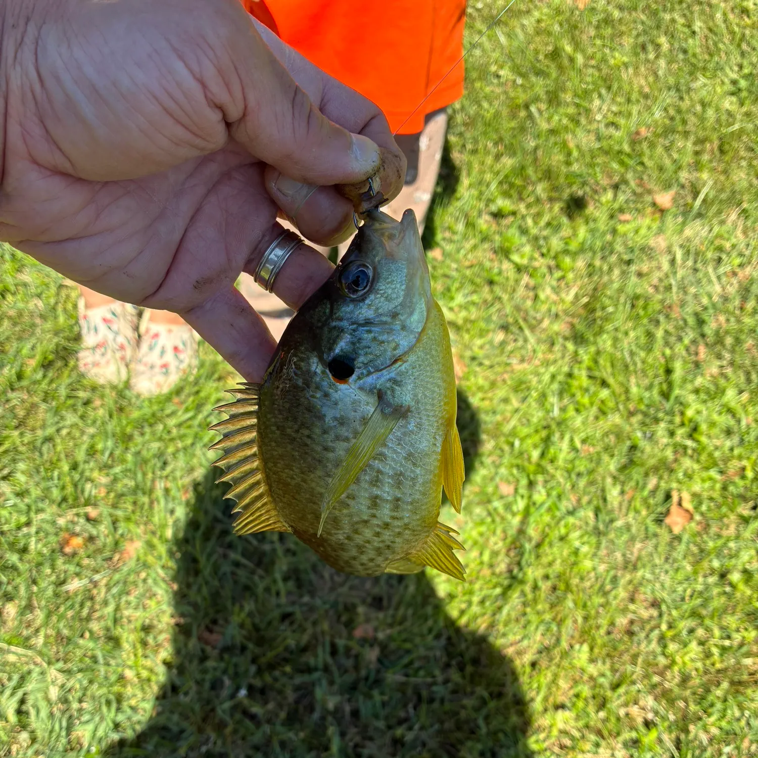 Redear sunfish caught on Fishbrain
