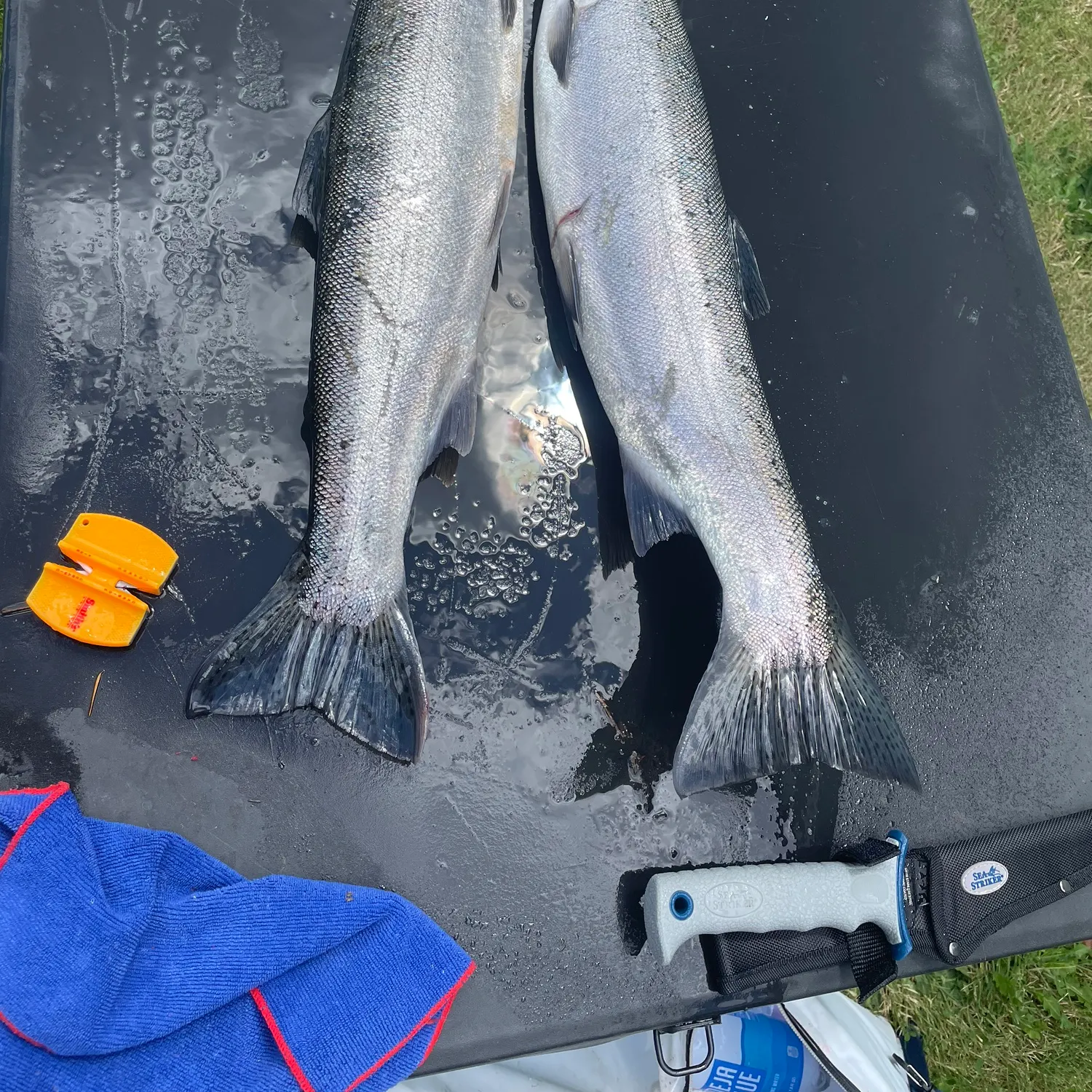 angler catch