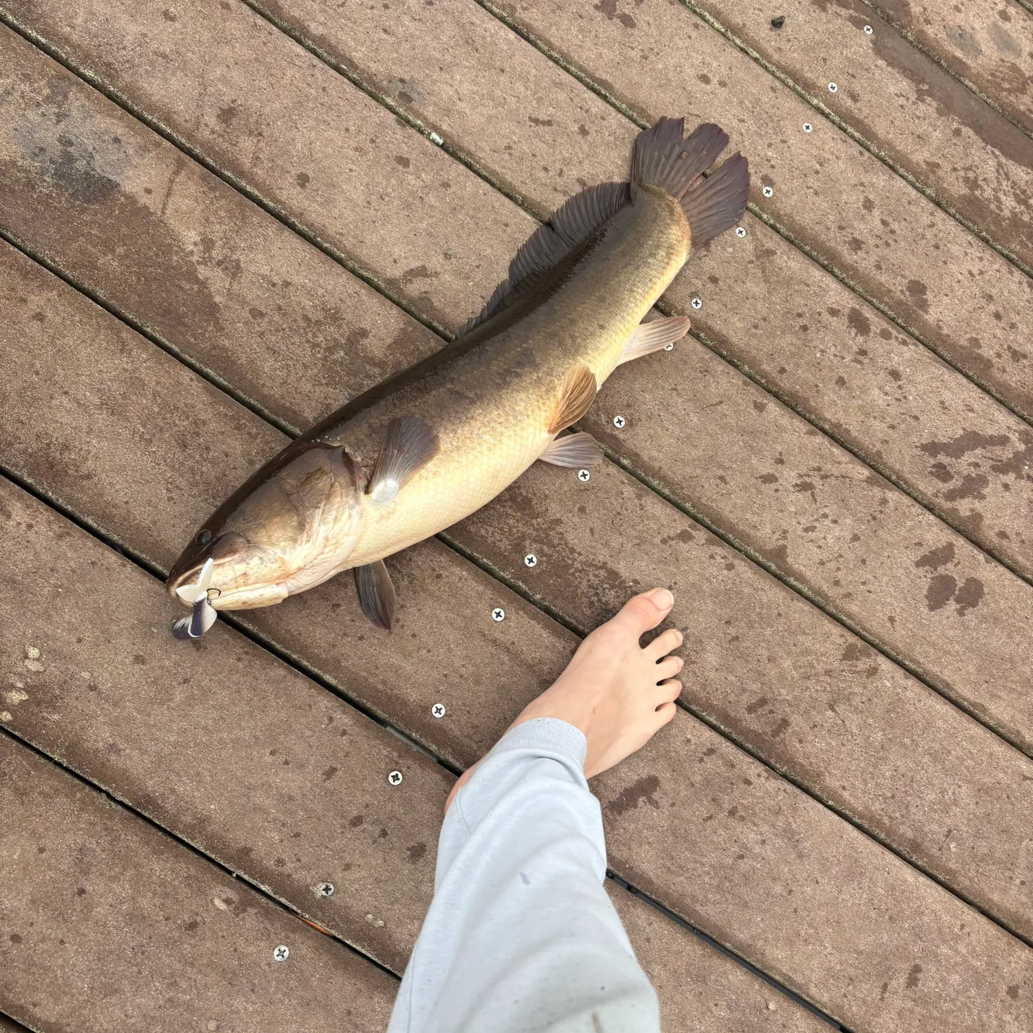 The most recent Ruddy bowfin catches on Fishbrain