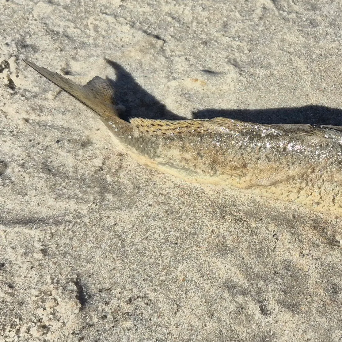 The most recent Yellowfin sillago catches on Fishbrain