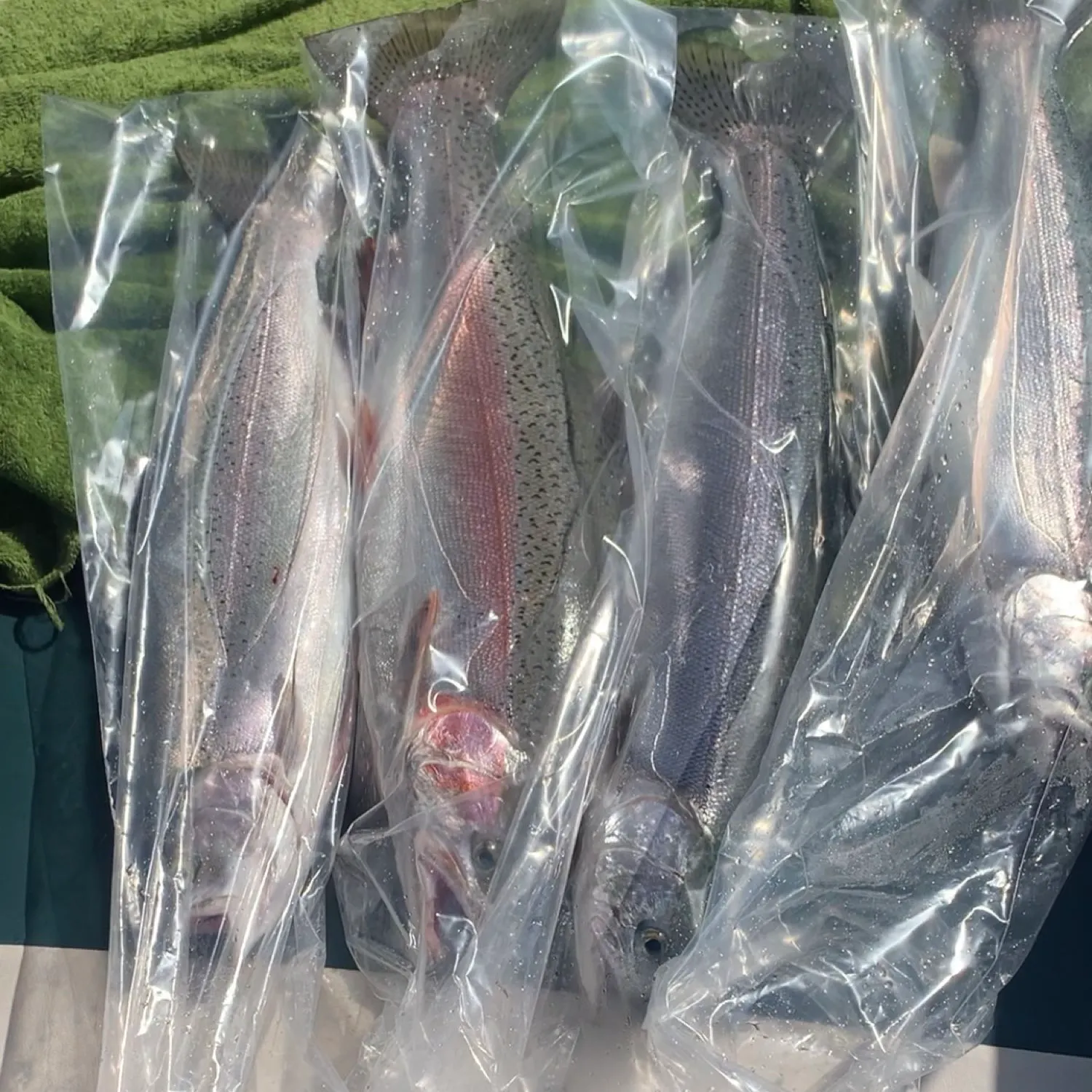 recently logged catches