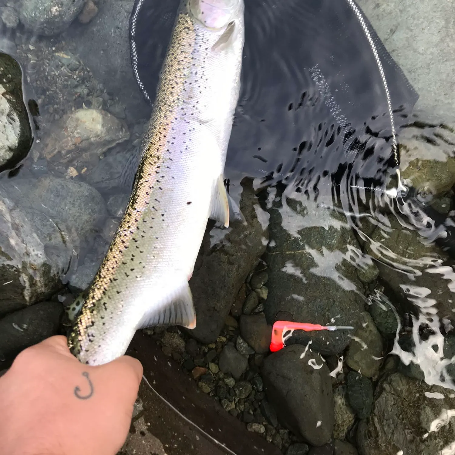 Steelhead caught on Fishbrain