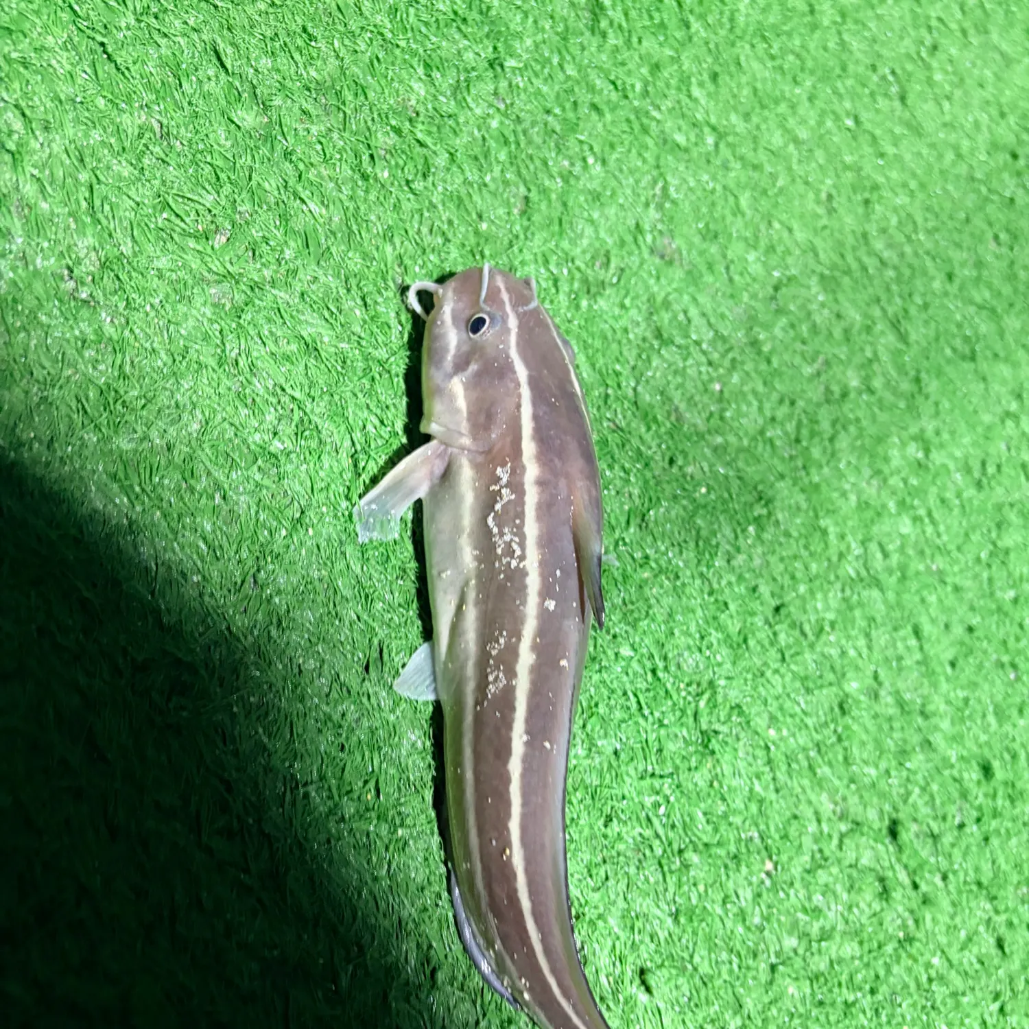 The most recent Striped eel catfish catches on Fishbrain