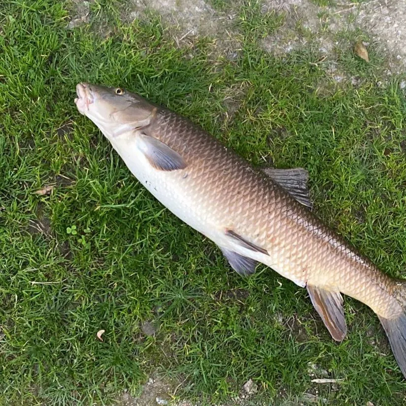 most liked catch image